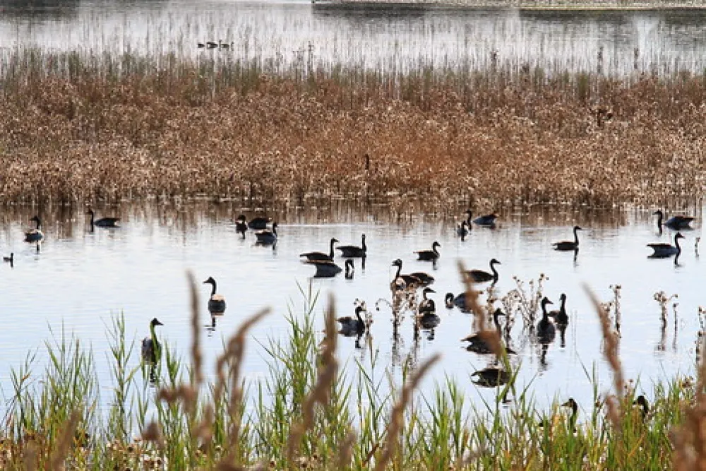 Bool Lagoon Campground