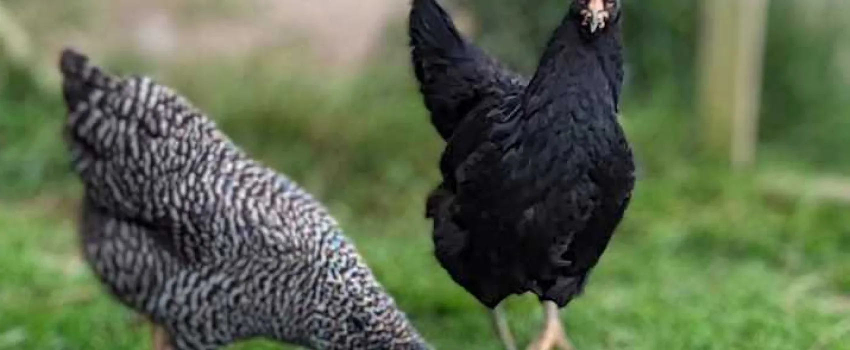 Hadrian&#39;s Wall Camping and Caravan Site