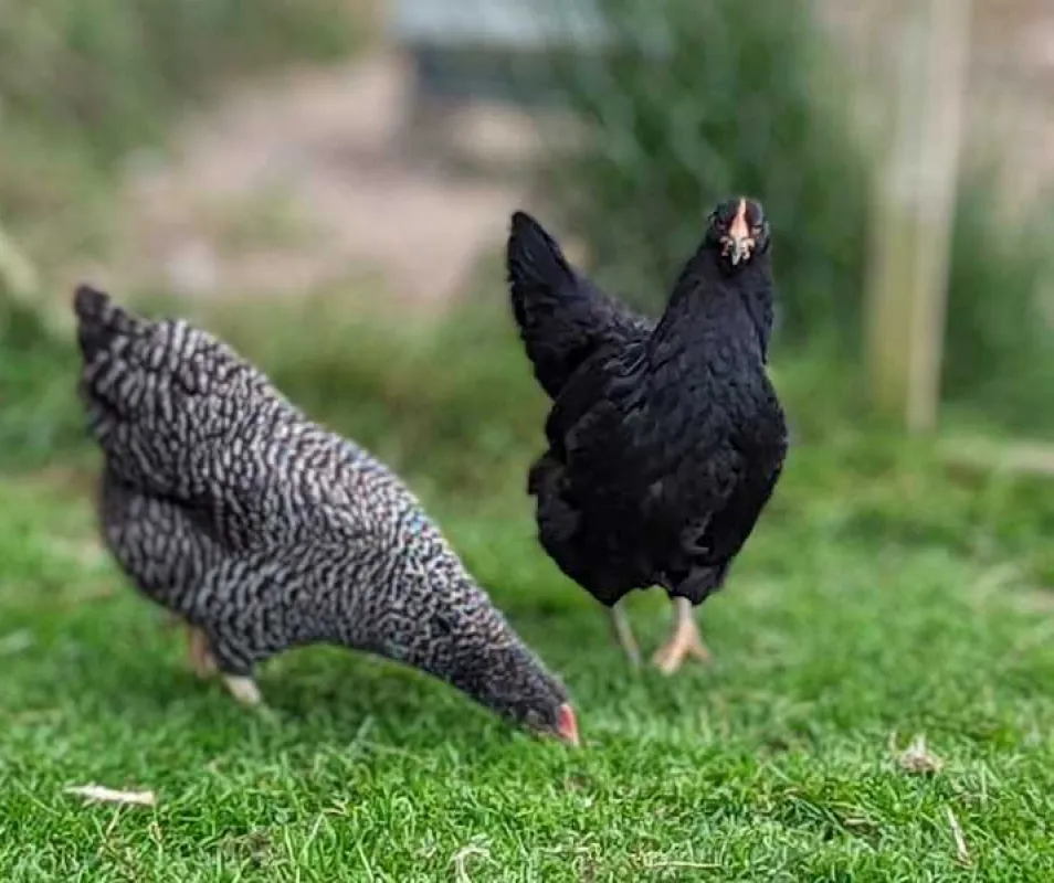 Hadrian&#39;s Wall Camping and Caravan Site