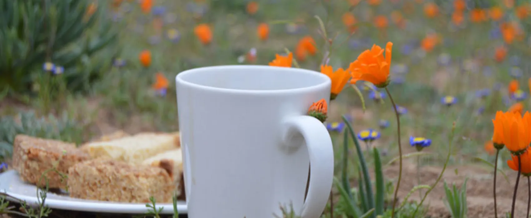 Namaqua Flower Beach Camp