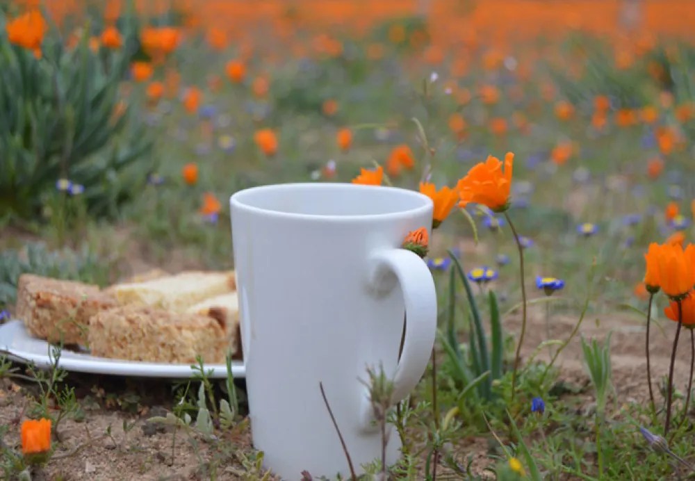 Namaqua Flower Beach Camp