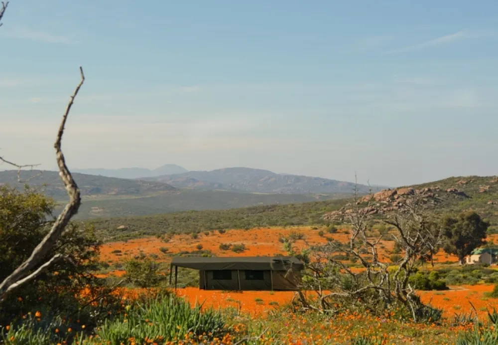 Namaqua Flower Beach Camp