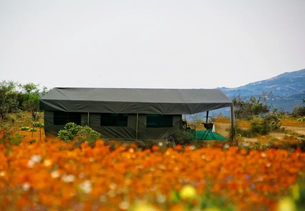 Namaqua Flower Beach Camp