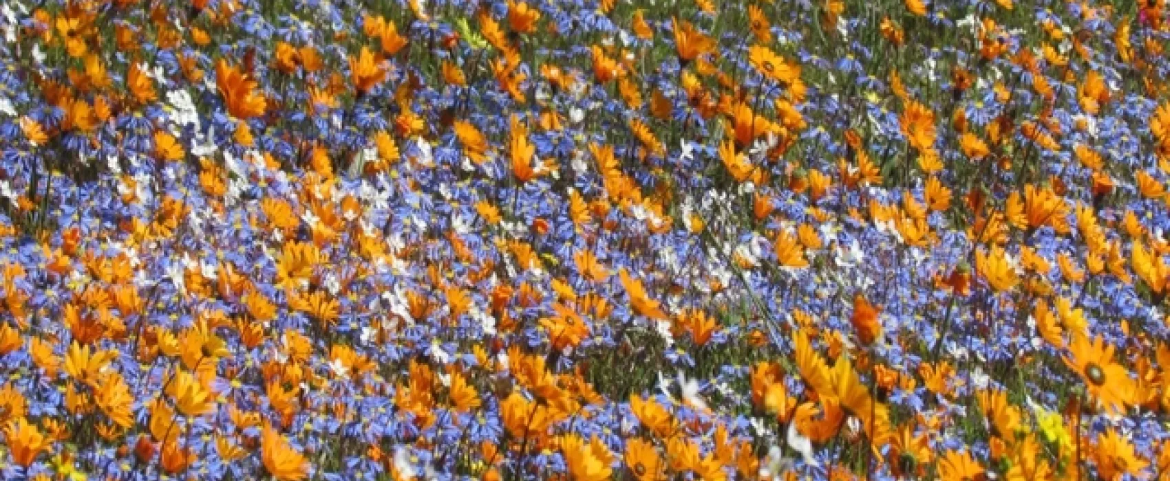 Namaqua Flower Beach Camp