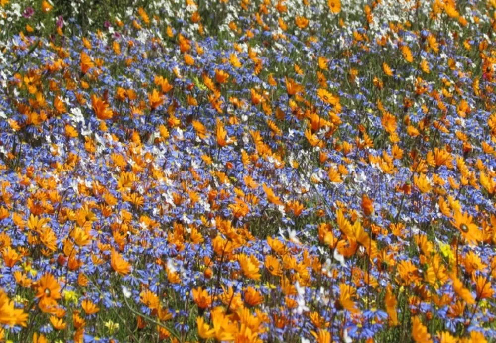 Namaqua Flower Beach Camp