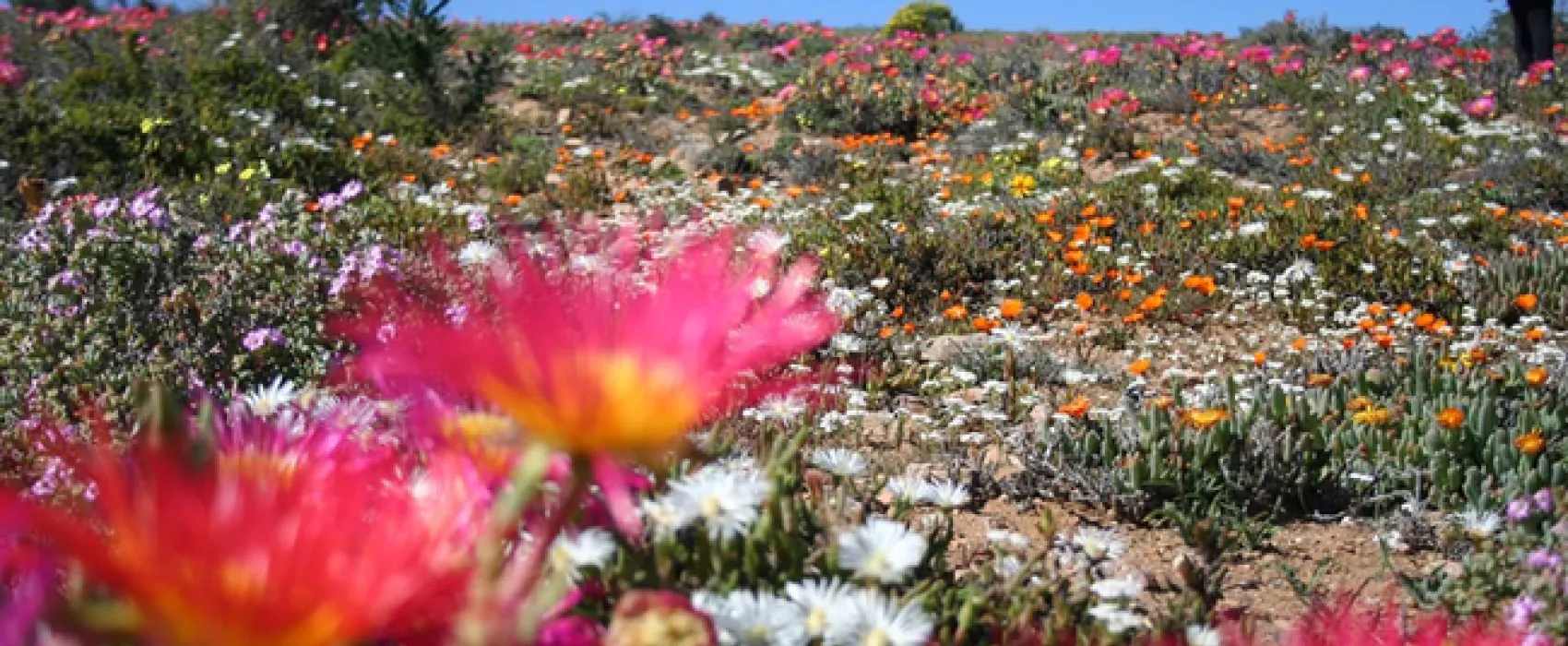 Namaqua Flower Beach Camp