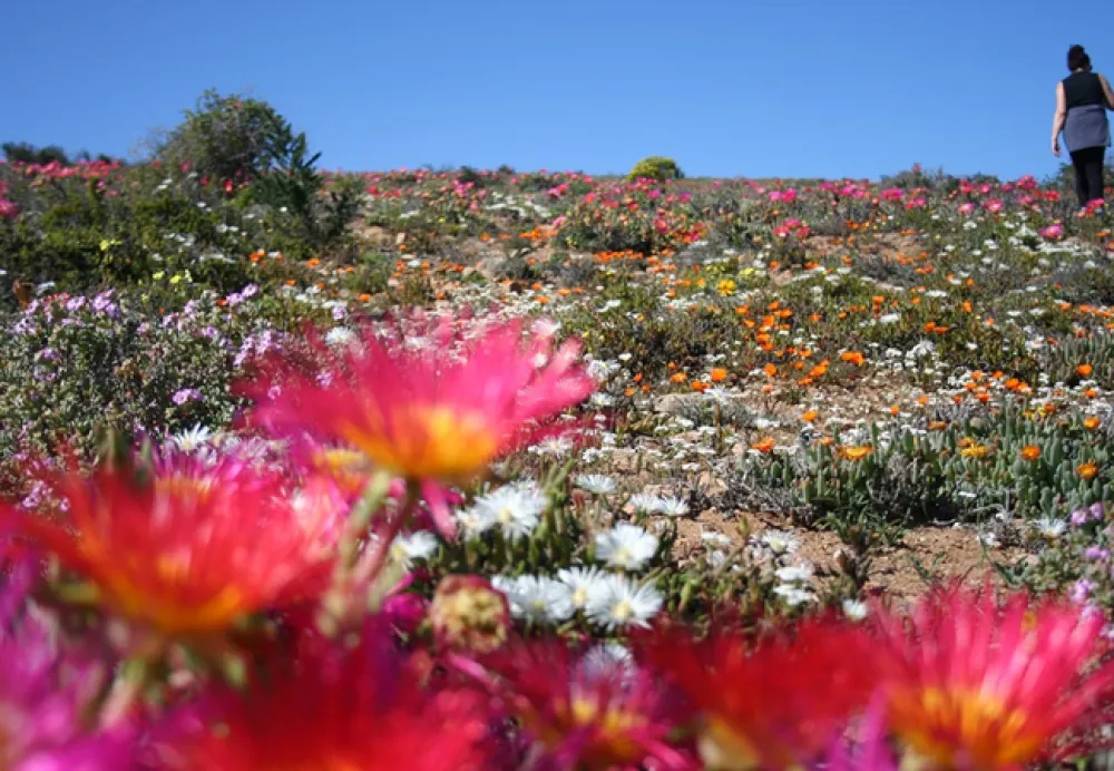 Namaqua Flower Beach Camp