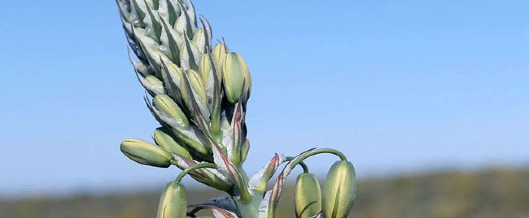 Namaqua Flower Beach Camp