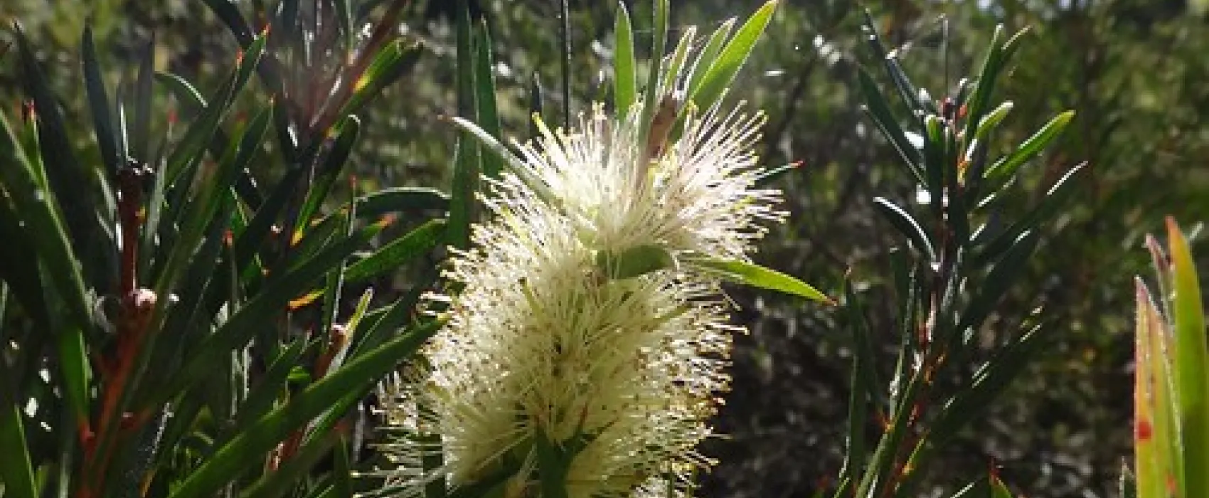 Terarra Creek Campground