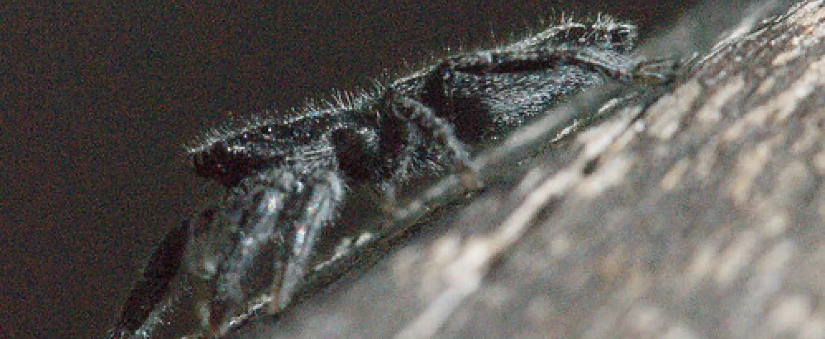 Terarra Creek Campground