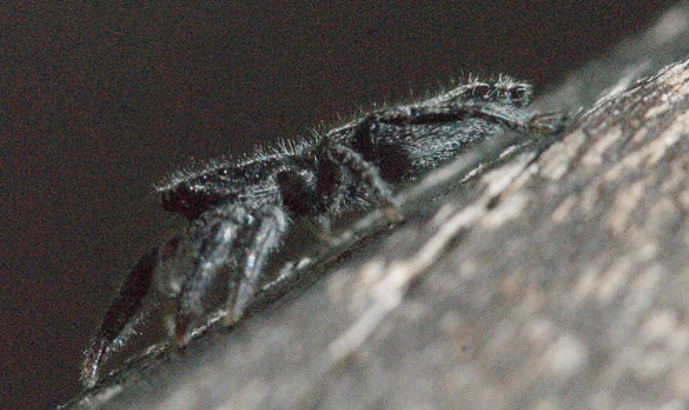 Terarra Creek Campground