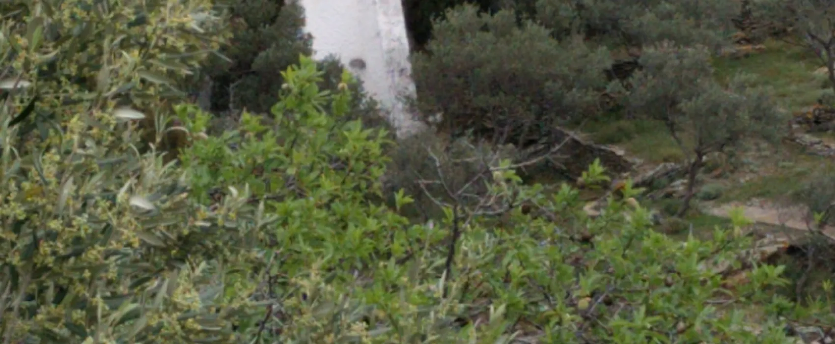 Maçanet de Cabrenys