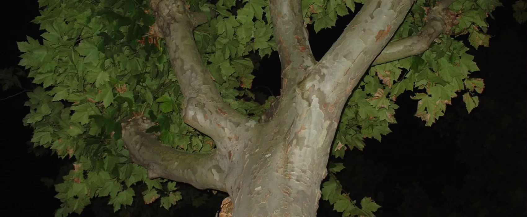 Camping Municipal Font Bonne