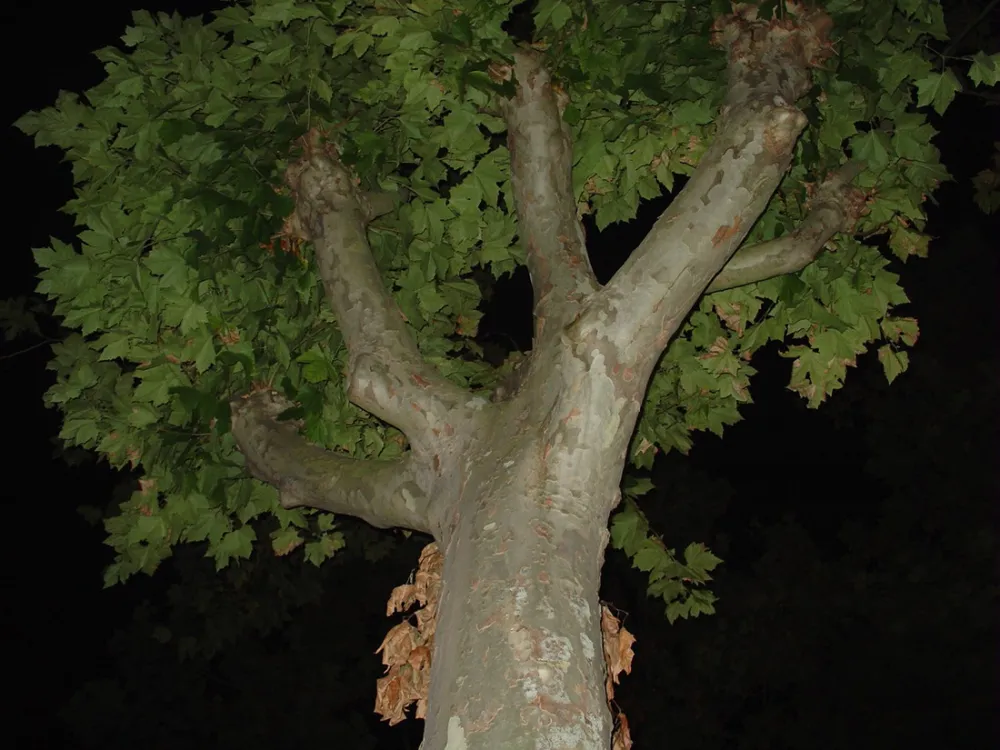 Camping Municipal Font Bonne