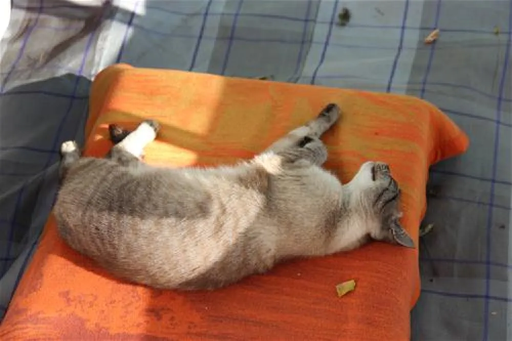 Village Camping Flaminio