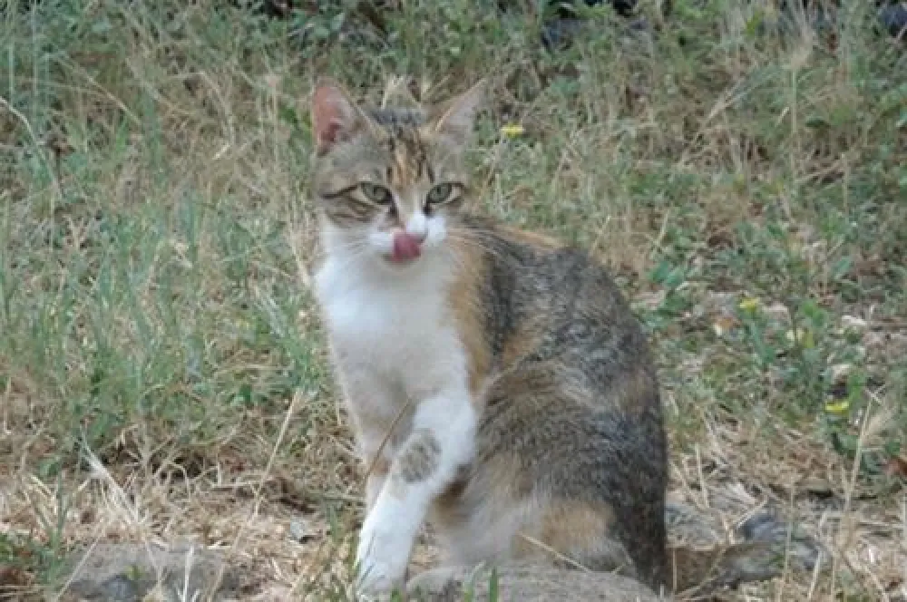 Village Camping Flaminio