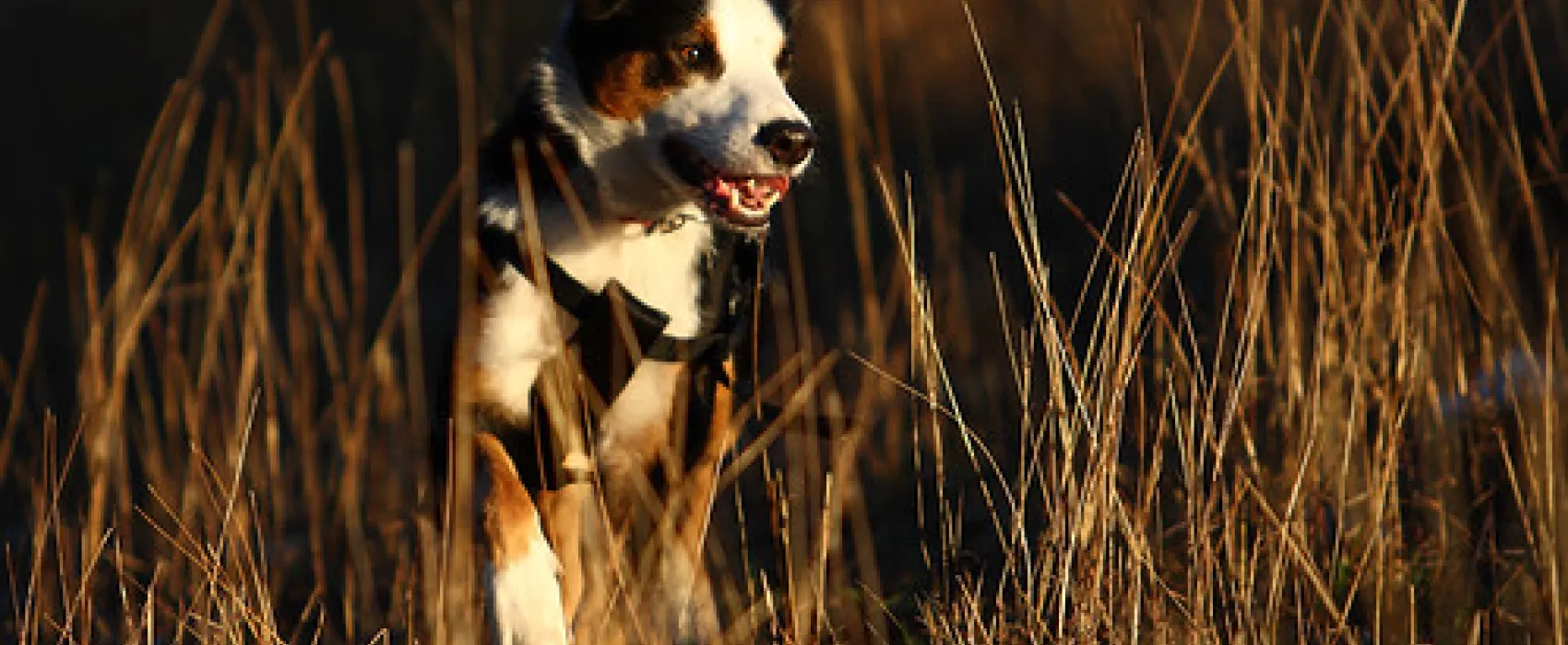 Warri Reserve Campground