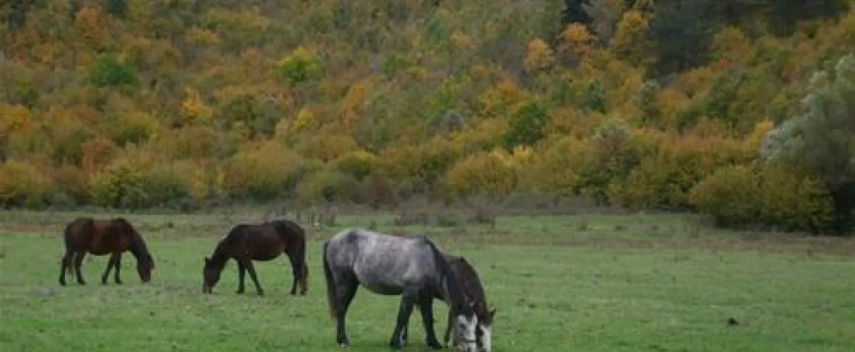 Camping Farma Sotira