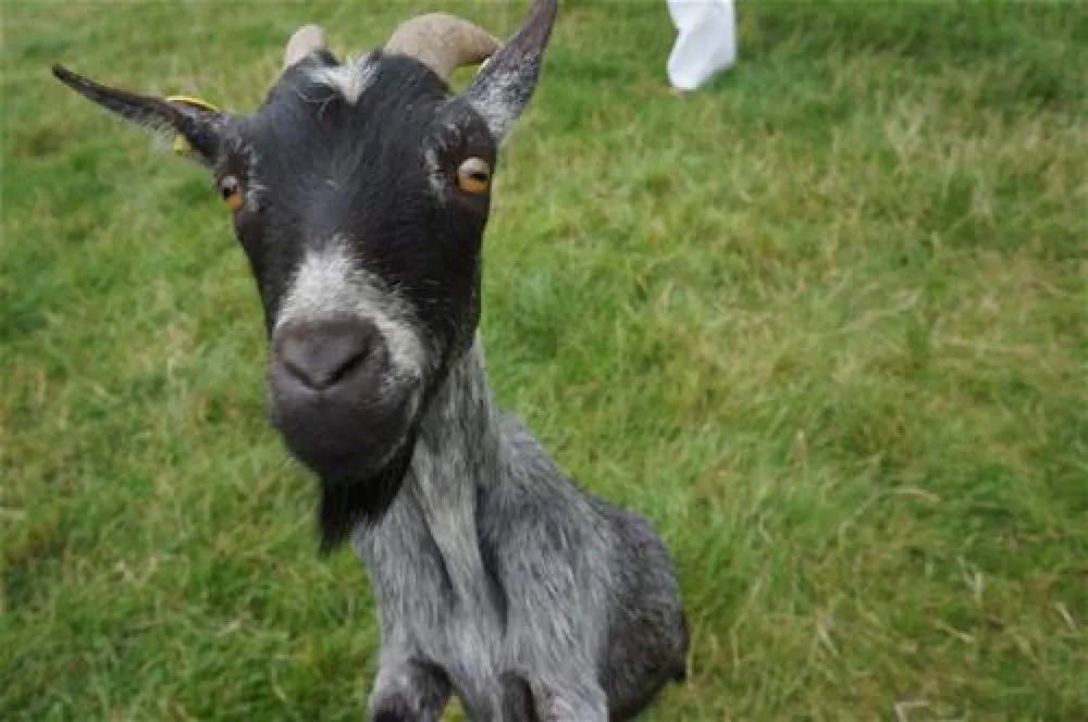 Skovlund Camping Middelfart