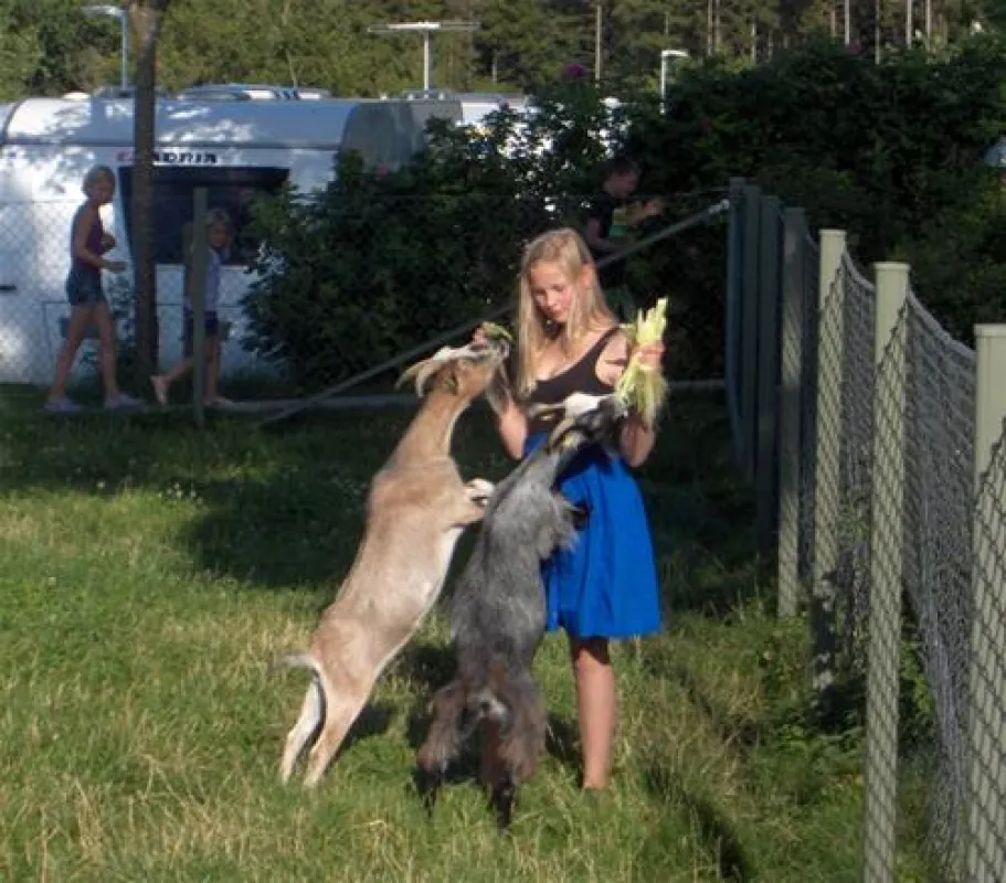 Skovlund Camping Middelfart