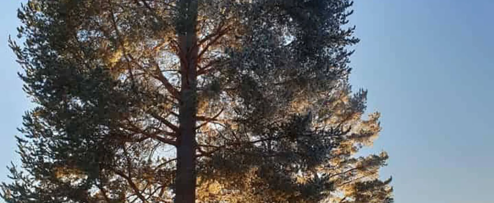 Älvdalens Fiskecenter och Camping