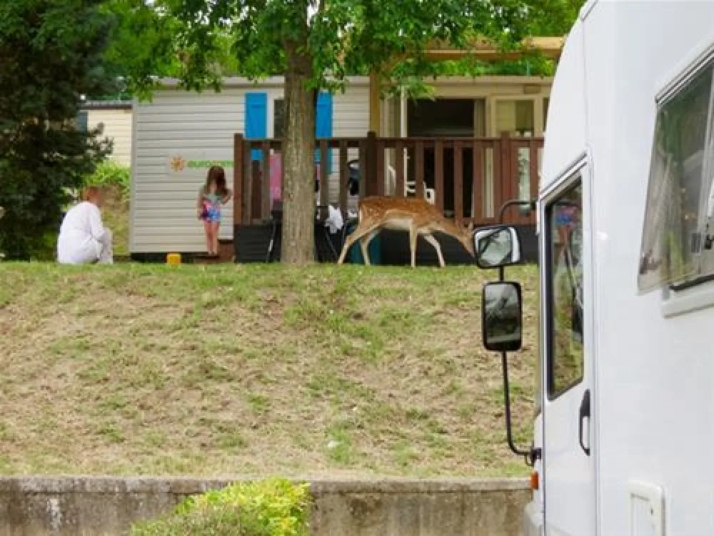 Campeggio Norcenni Girasole Club