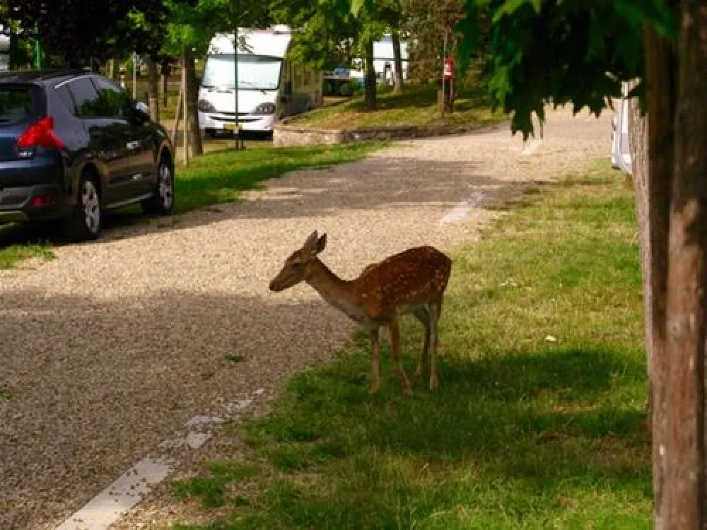 Campeggio Norcenni Girasole Club