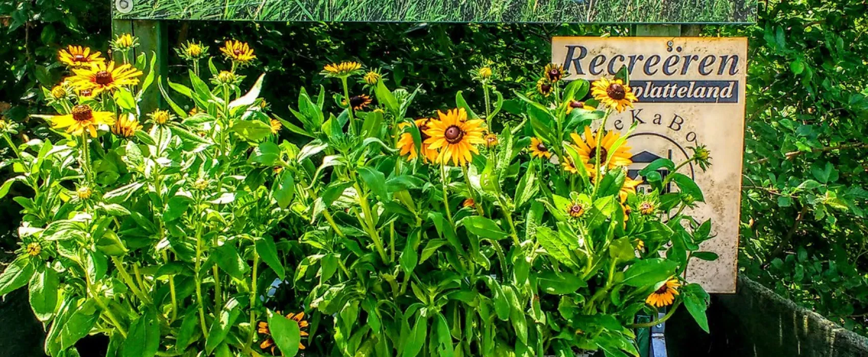 Minicamping Hoogelande