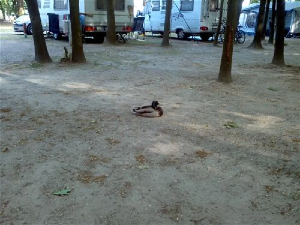 Camping Sanssouci zu Potsdam/Berlin