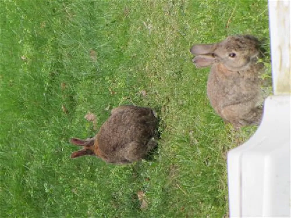 Camping Sanssouci zu Potsdam/Berlin