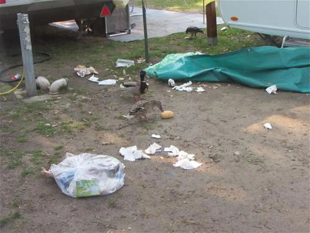 Camping Sanssouci zu Potsdam/Berlin