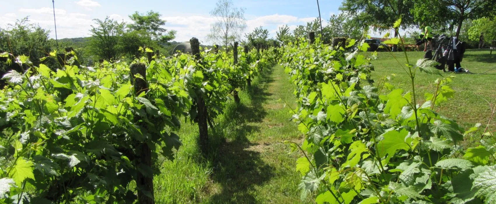 Camping La Jonquille