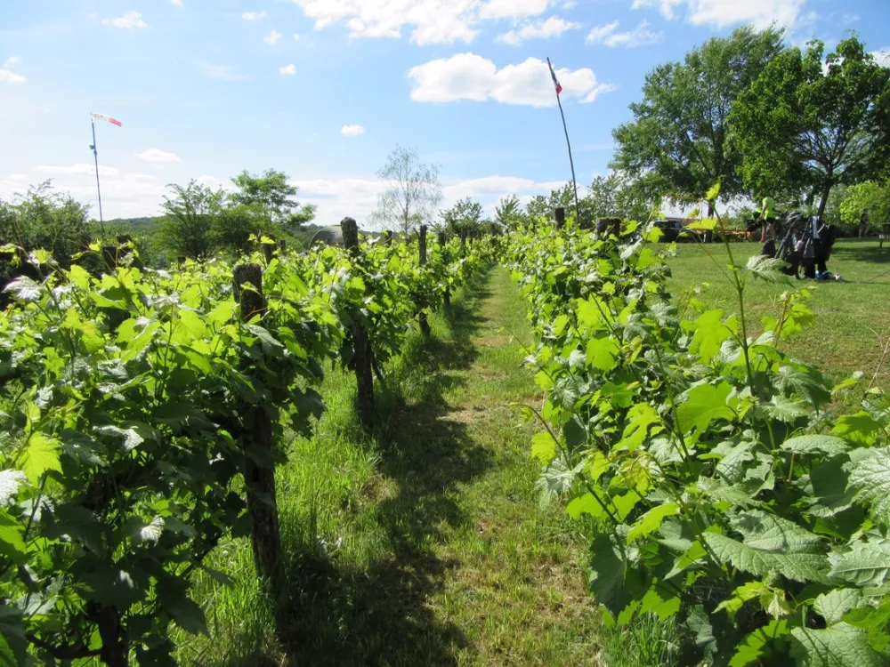 Camping La Jonquille