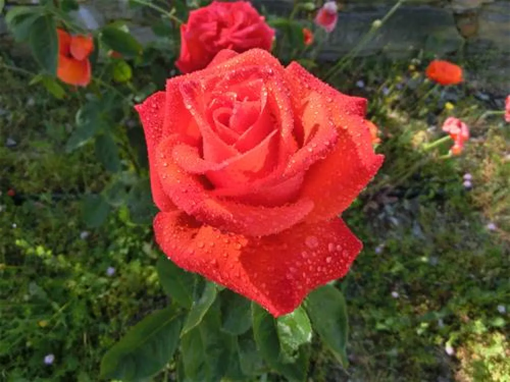 Campismo Municipal de Mogadouro