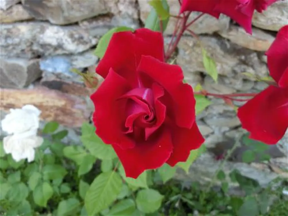 Campismo Municipal de Mogadouro