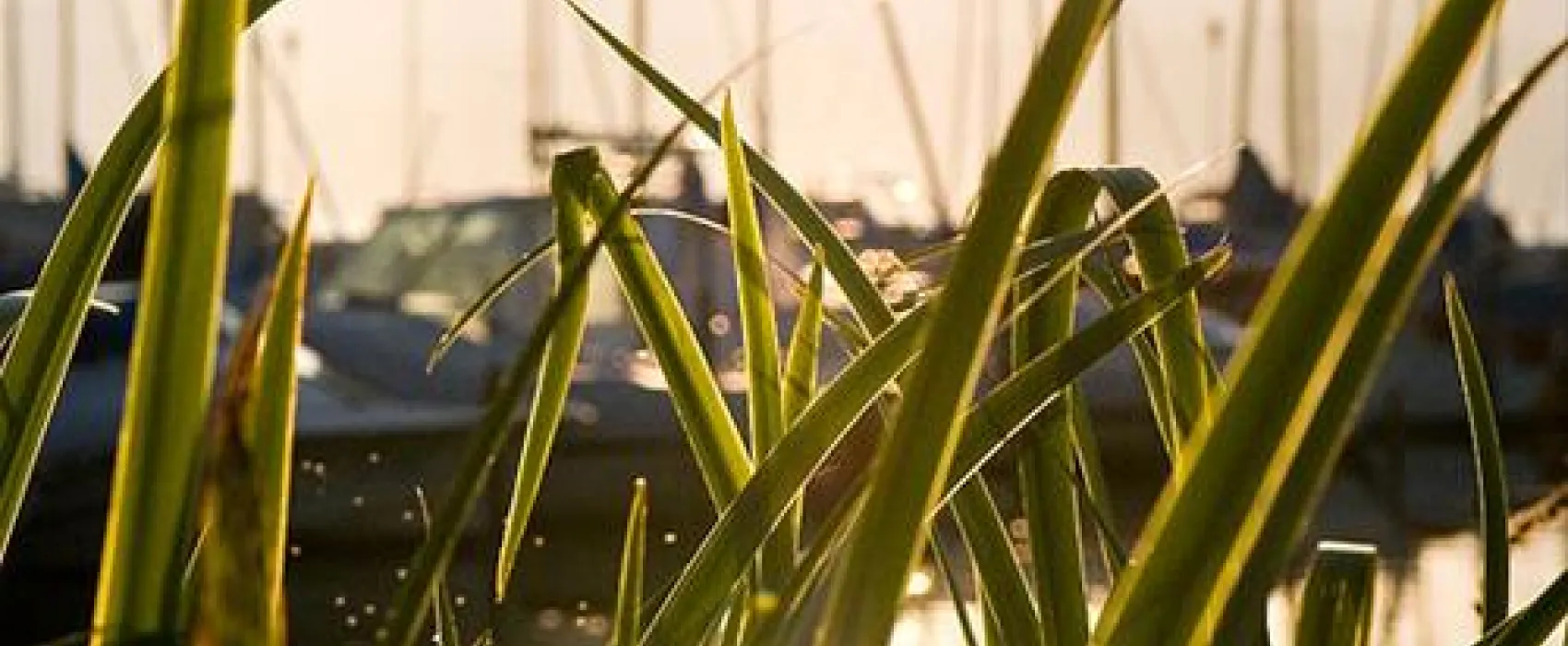 Camping communale de Cudrefin