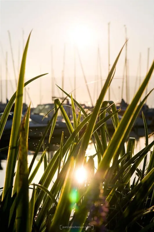 Camping communale de Cudrefin