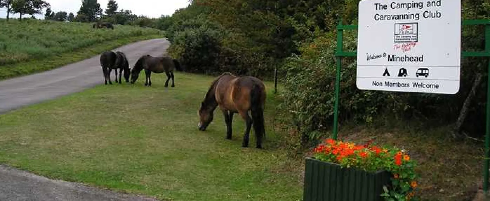 Minehead Camping and Caravanning Club Site