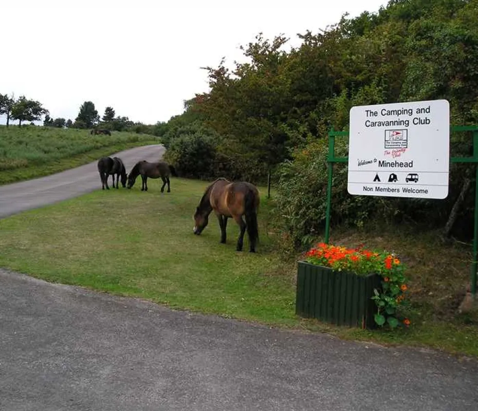 Minehead Camping and Caravanning Club Site