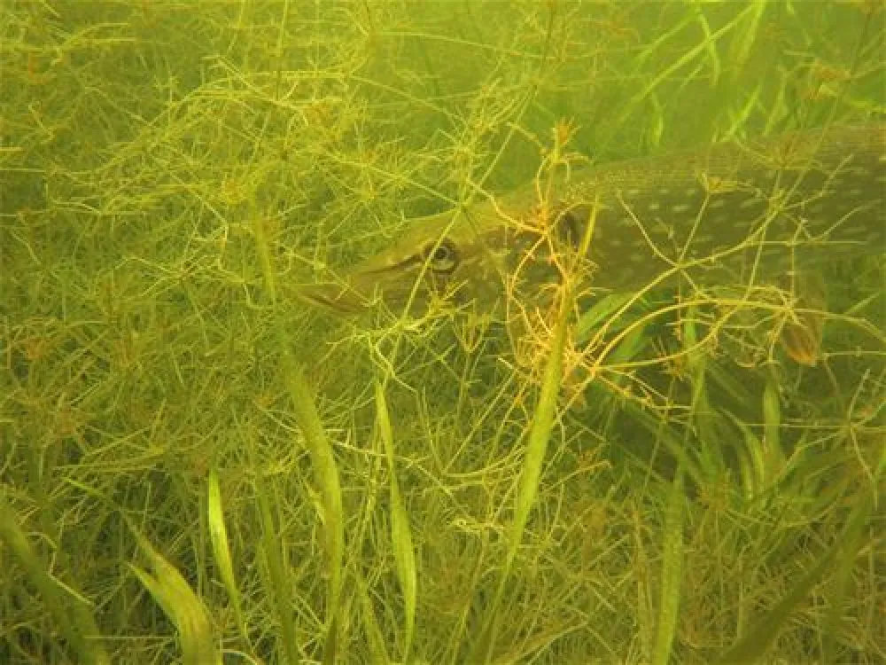 Hans-Jürgen Döhring