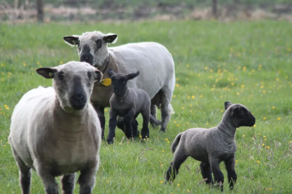 PUUR Natuurlijk Bed & Breakfast