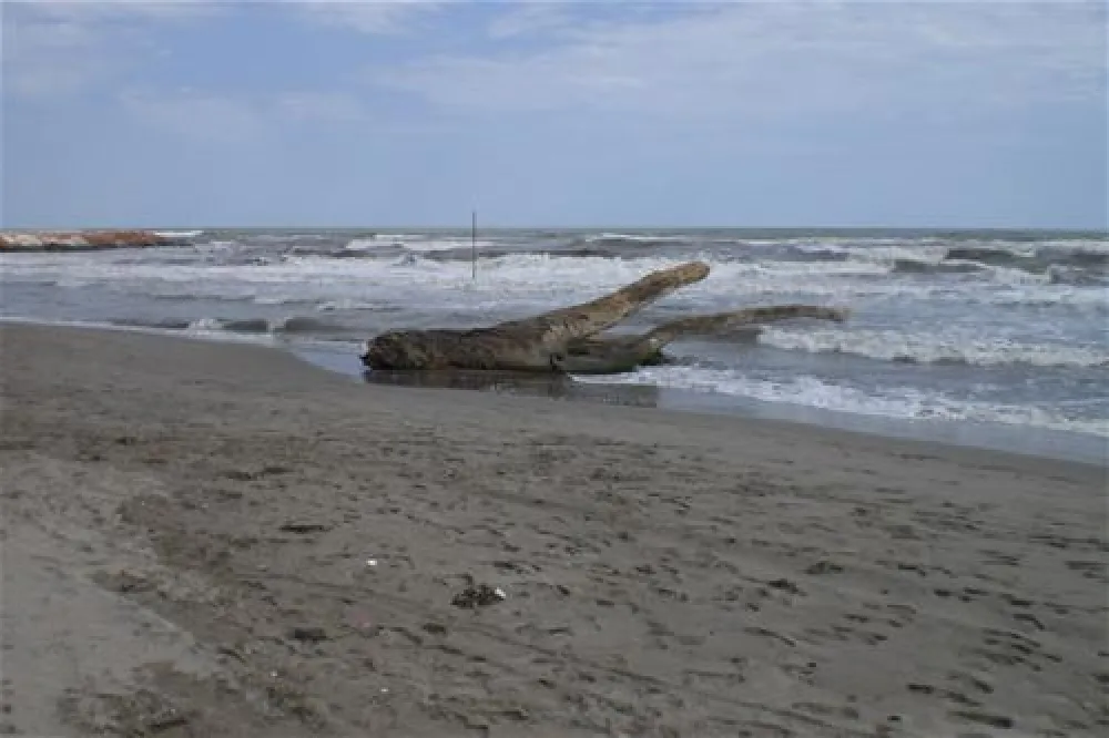 Camping Rosapineta Sud