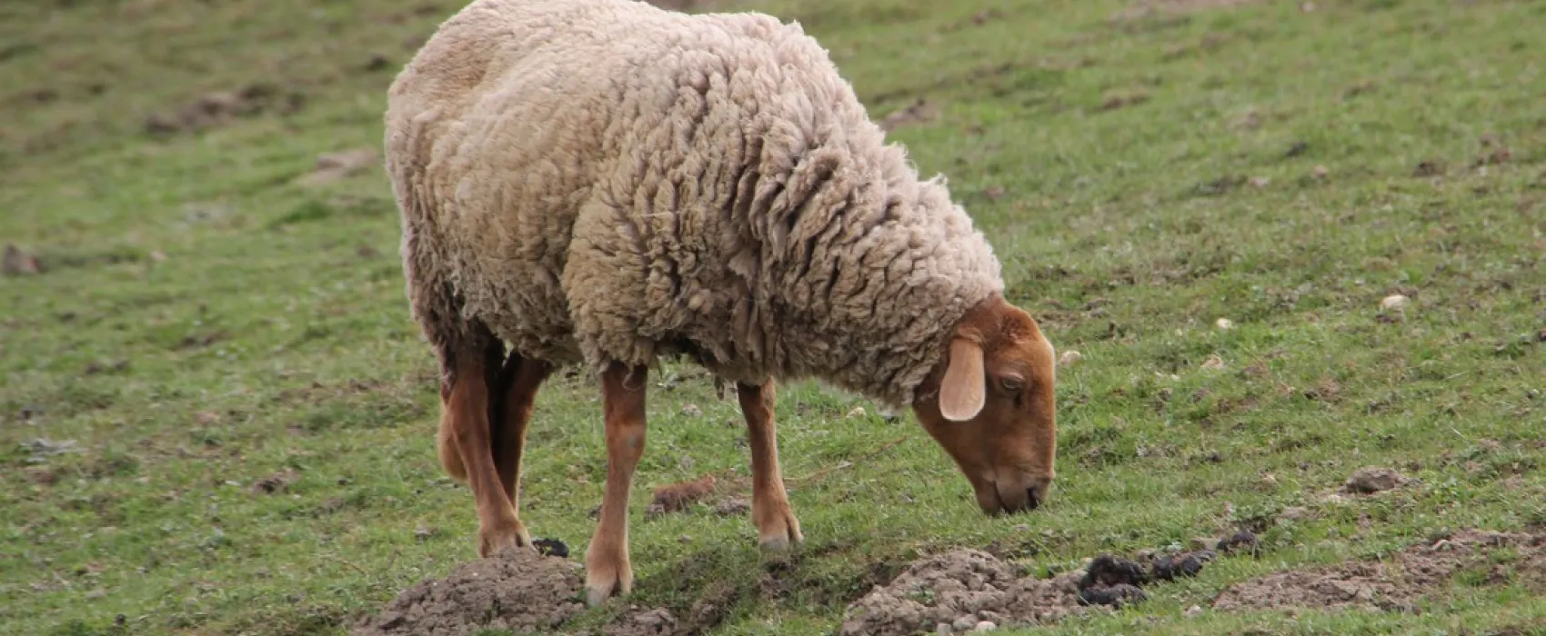 Gern-Campinghof Salem