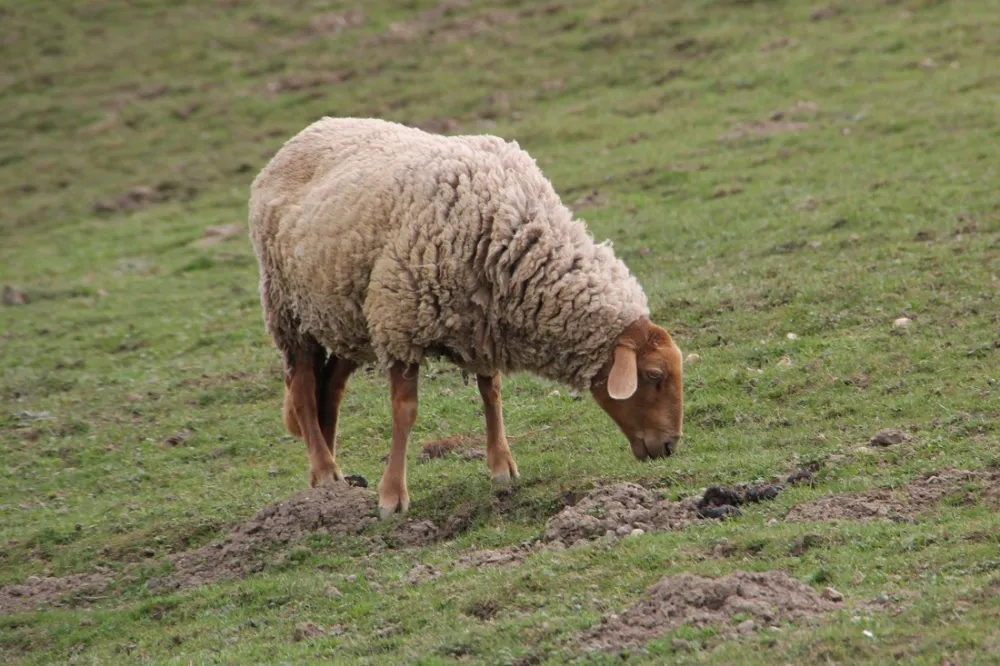 Gern-Campinghof Salem