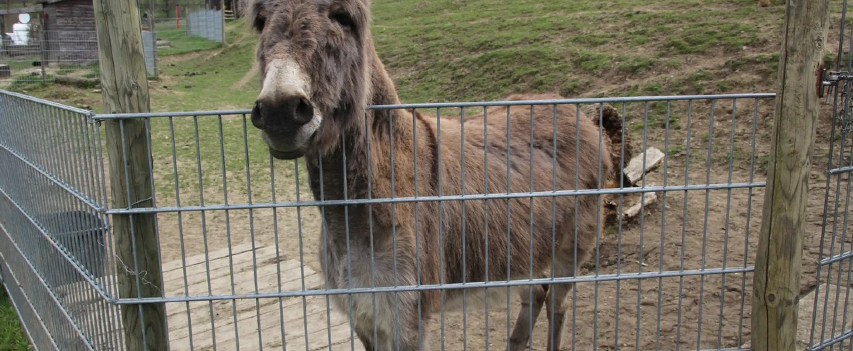 Gern-Campinghof Salem