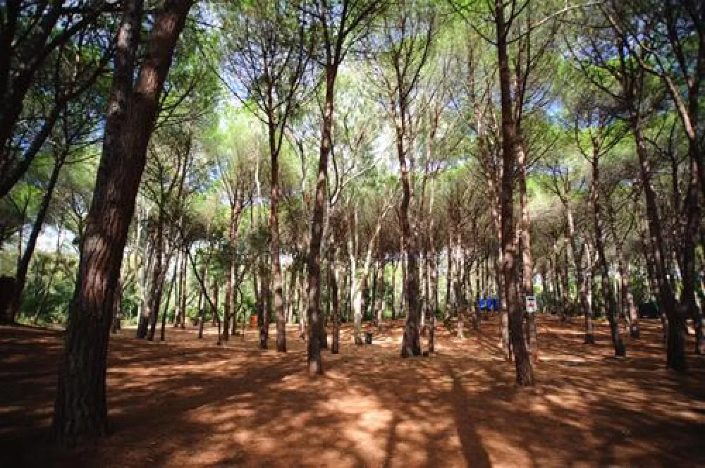 Is Arenas Camping Village