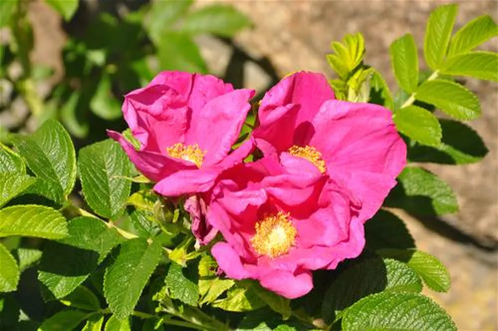 Camping Stary Folwark