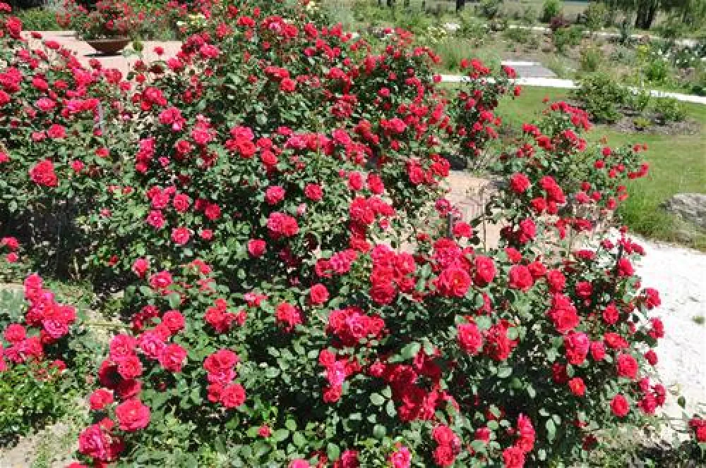 Camping Stary Folwark