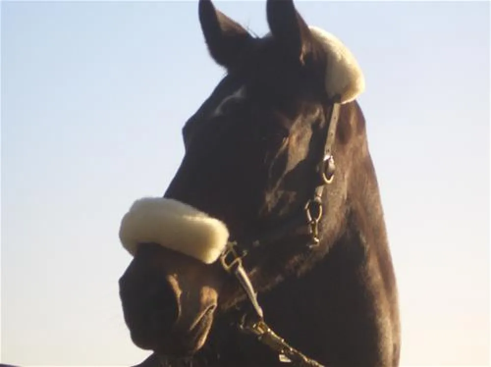 Camping Zum Oertzewinkel