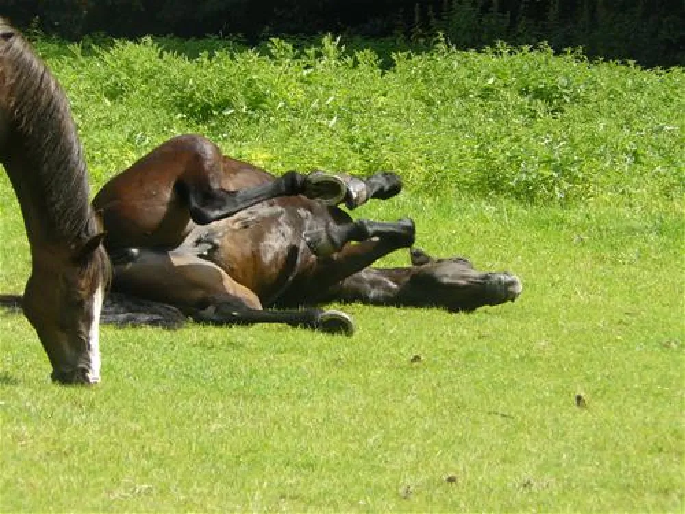 Camping Zum Oertzewinkel